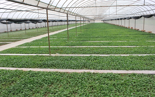 種植效率變低，不測不知道！大棚蔬菜土壤酸化竟然如此嚴重！